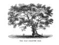 Image 18The Charter Oak in Hartford (from History of Connecticut)