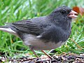 Dark-eyed Junco