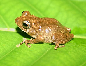 Lateral view