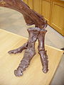 Edmontosaurus foot