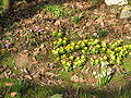 Eranthis hyemalis, Cyclamen coum & Leucojum vernum