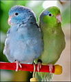 Female blue and male green/wild-type