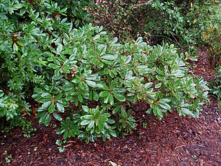 Quercus sadleriana in cultivation