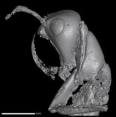 彎刀幽冥蟻（Haidomyrmex scimitarus）的頭部斷層掃瞄。