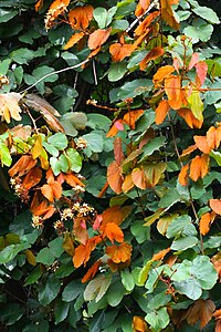 ย่านดาโอ๊ะ Golden Leave Bauhinia