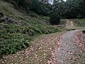 Stone wall and gate of Honmaru compound