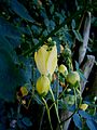 Kirengeshoma palmata close-up