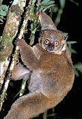Image of the lemur
