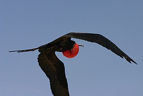 飛行中的雄鳥，加拉巴哥群島