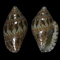 Marginella gemmula Saco Mar, Namibe, Angola