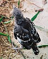 Baby Northern Mockingbird.