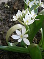 Ornithogalum balansae