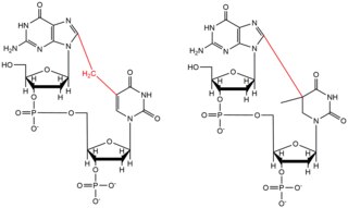 Structure of two variants of DNA crosslinking induced by Oxidative Stress and/or UV radiation.