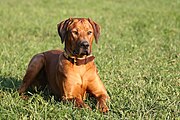 Rhodesian Ridgeback