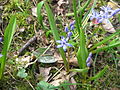 Scilla bifolia