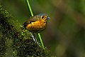 Slate-crowned Antpitta