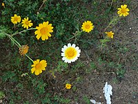 The original photo, aspect ratio 1.333, the lower right part shows some white-colored trash and the upper right shows a dead flower, and both are unwanted objects.