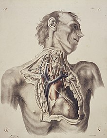 The anatomy of the arteries of the human body