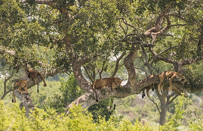 图为乌干达伊丽莎白女王国家公园伊莎莎（英语：Ishasha, Uganda）内，爬在树上的狮子（Panthera leo）。联合国官方将7月30日视为国际友谊日；不少国家将此日定于二月或八月。