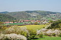 Blossom of cherry trees