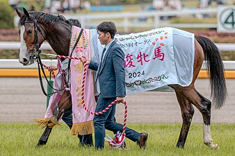 2024年冠军“雪岭热点”