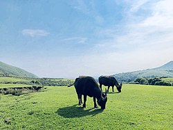 阳明山次分区境内之擎天岗草原