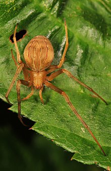 Acacesia hamata Photo