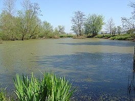 A small lake surrounded by trees