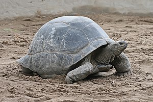 A Zanzibarian Aldabra Giant Tortoise (Geochelone gigantea)