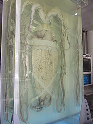 Specimen identified as Architeuthis sanctipauli exhibited on the first floor of the Global Environment Hall at the National Museum of Natural Science in Taichung, Taiwan. Measuring 8.84 m in total length and weighing 240 kg, it was captured in New Zealand waters and gifted by NIWA. It is said to be the world's largest specimen exhibited in a vertical position; the whole display including base, acrylic tank and formalin preservative weighs around 4 tonnes.[114]