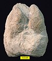 Cameloid footprint (Lamaichnum alfi Sarjeant and Reynolds, 1999; convex hyporelief) from the Barstow Formation (Miocene) of Rainbow Basin, California.