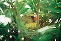 Female Cardinal on her nest.