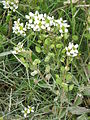 Cochlearia officinalis