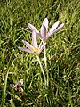 Colchicum autumnale (2019)