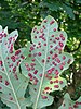 Common Spangle galls on a pedunculate oak leaf