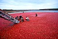 Image 32Cranberry harvest (from New Jersey)