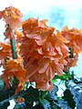 A Photo of Crossandra 'Fortuna'