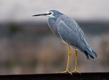 White-faced Heron