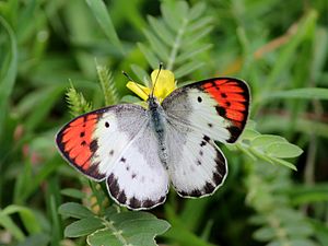 Dorsal view (female)