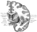 大脑的前联合层面的冠状切面