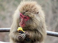 A macaque eating yakiimo