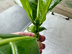 Close-up of the large stipules