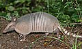 Nine-banded armadillo, Dasypus novemcinctus