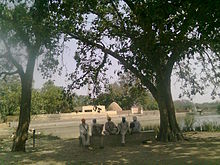 Men sitting under Pipal tree
