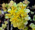 Sedum makinoi 'Ogon'