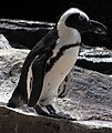 African Penguin or Jackass Penguin Spheniscus demersus