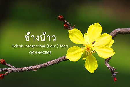 ช้างน้าว Ochna integerrima (Lour.) Merr.