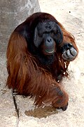 A Matured Orangutan