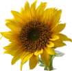 Sunflower symbol