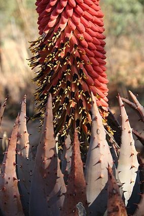 Aloe peglerae